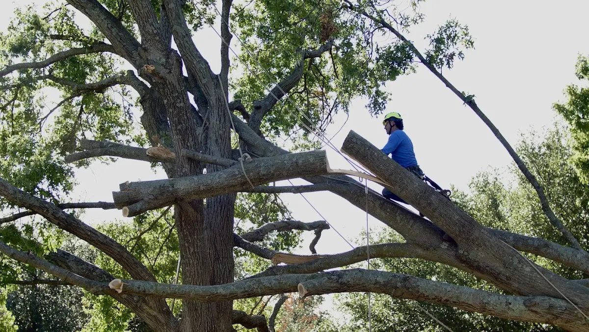 Professional Crown Thinning performed by certified arborists in Brownsburg